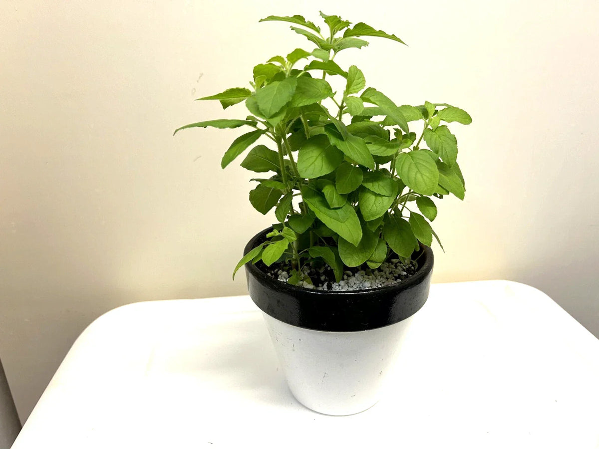 Holy Basil Plants 5-8" Rooted Pots Ocimum sanctum Buy 4 Get 2 Free Free Shipping