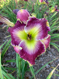 Mixed Daylilies Bare Root Plants – 50 Premium Hemerocallis Varieties for Garden, Borders, Landscape