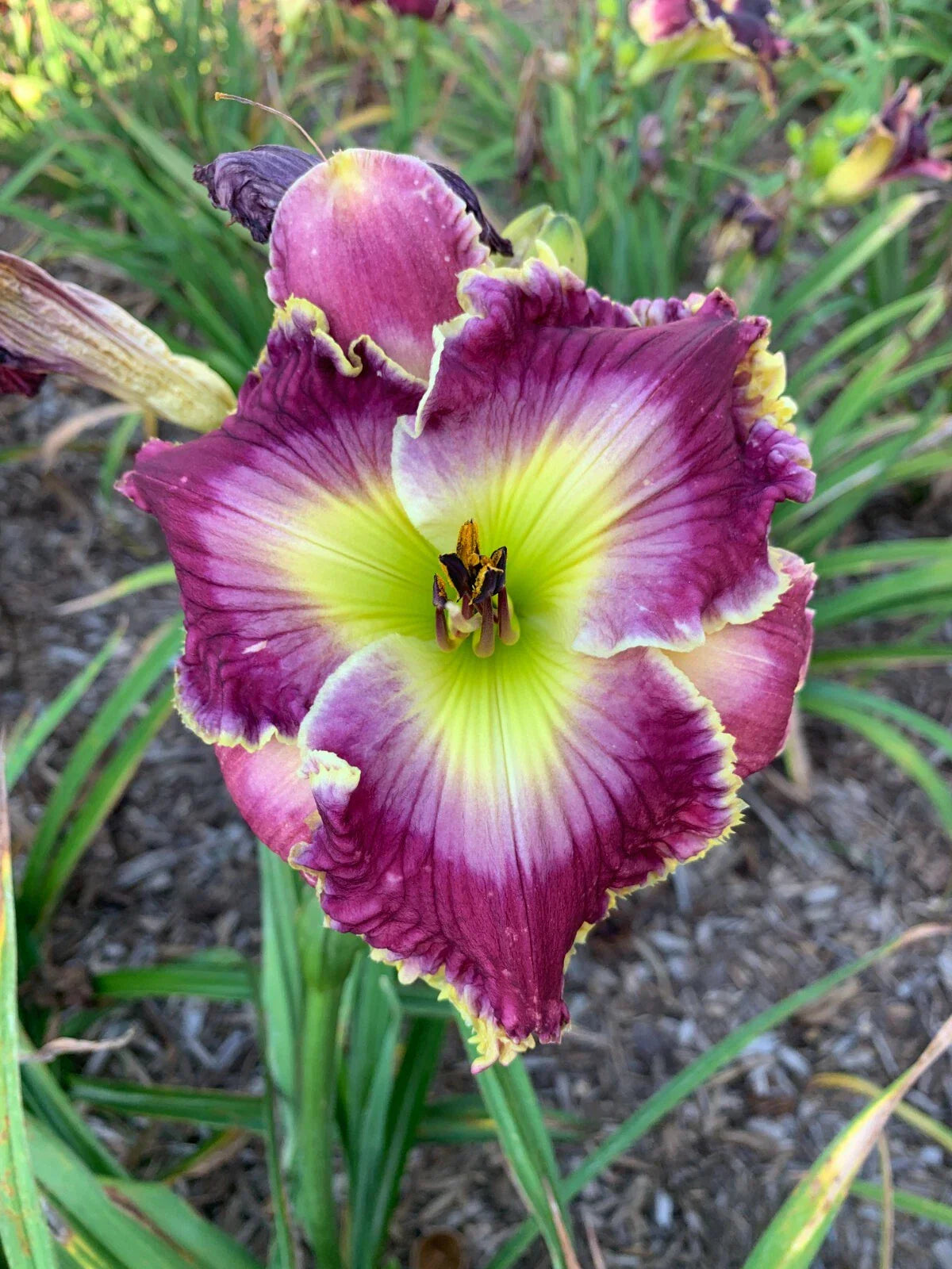 Mixed Daylilies Bare Root Plants – 50 Premium Hemerocallis Varieties for Garden, Borders, Landscape