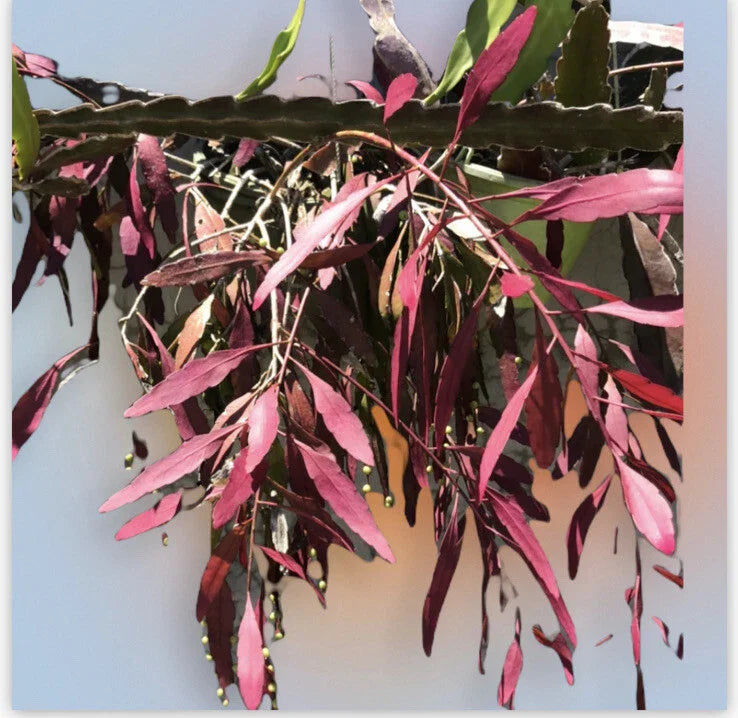 Fresh Cut Rhipsalis Ramulosa Red Trailing Succulent Stems for Indoor Gardens