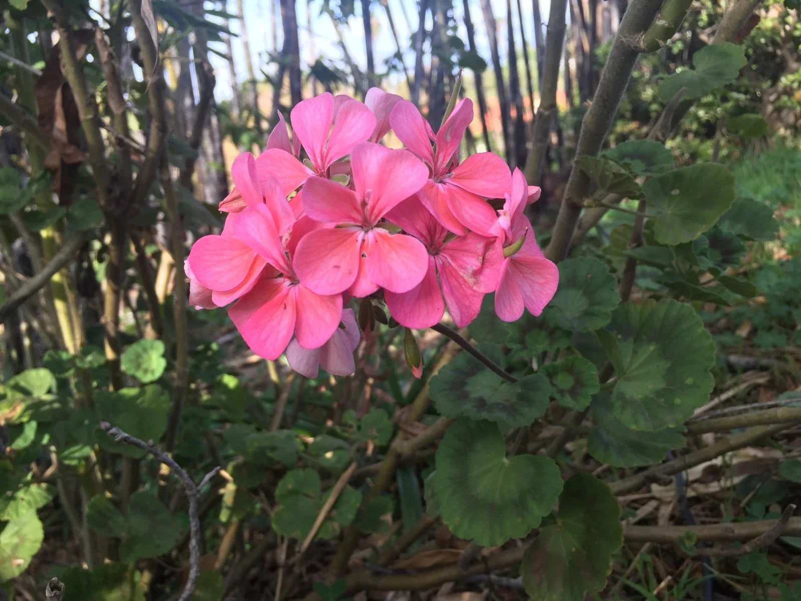 Salmon Pink Pelargonium Zonal Geranium Live Plant Starter Cuttings 4"x8" | Pelargonium × hortorum | Bright Blooms, Easy Propagation