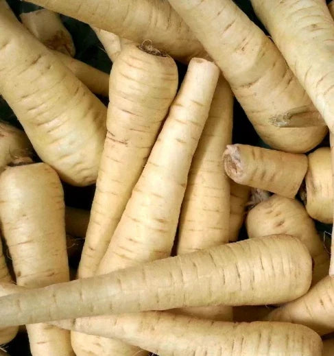 All American Parsnip Seeds - Non-GMO Pastinaca sativa Root Vegetable Pack of 100 for Home Garden