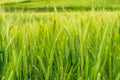 Triticale Seeds for Planting - High Yield Organic Variety - Triticosecale Grain & Forage Seeds