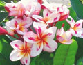 Plumeria Seeds 5 Pack - White, Yellow, Pink Frangipani Flowers - Perennial Tropical Plant for Garden or Indoor Growth