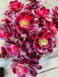 Rare Aeonium Medusa Cutting - 5.5-6 Inch Variegated Succulent Plant for Indoor & Outdoor Decor
