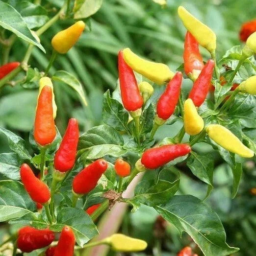 Tabasco Hot Pepper Seeds - 20-1000 Non-GMO Capsicum frutescens for Homemade Hot Sauce & Spicy Salsas
