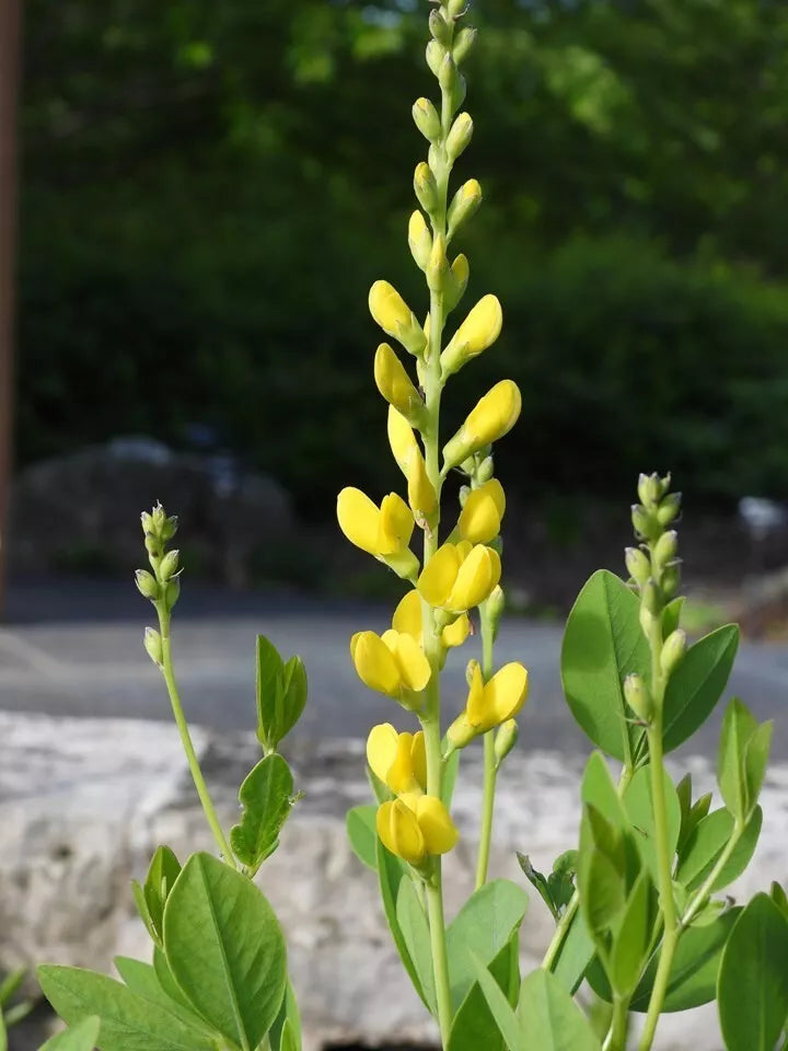 Baptisia Screaming Yellow Seeds - Butterfly-Attracting Perennial Wild Indigo - Baptisia tinctoria - 10 Fresh Seeds