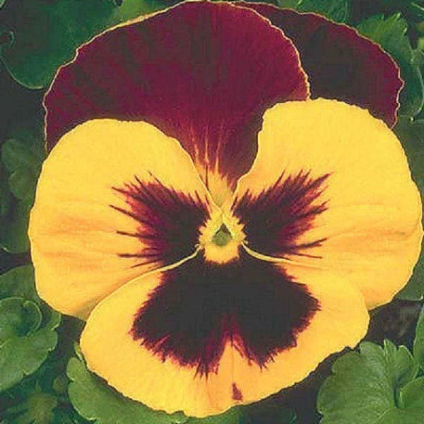 Snow Pansy Seeds - Viola x wittrockiana Yellow & Red Flower Seeds, 50 Pack for Garden Beds & Containers