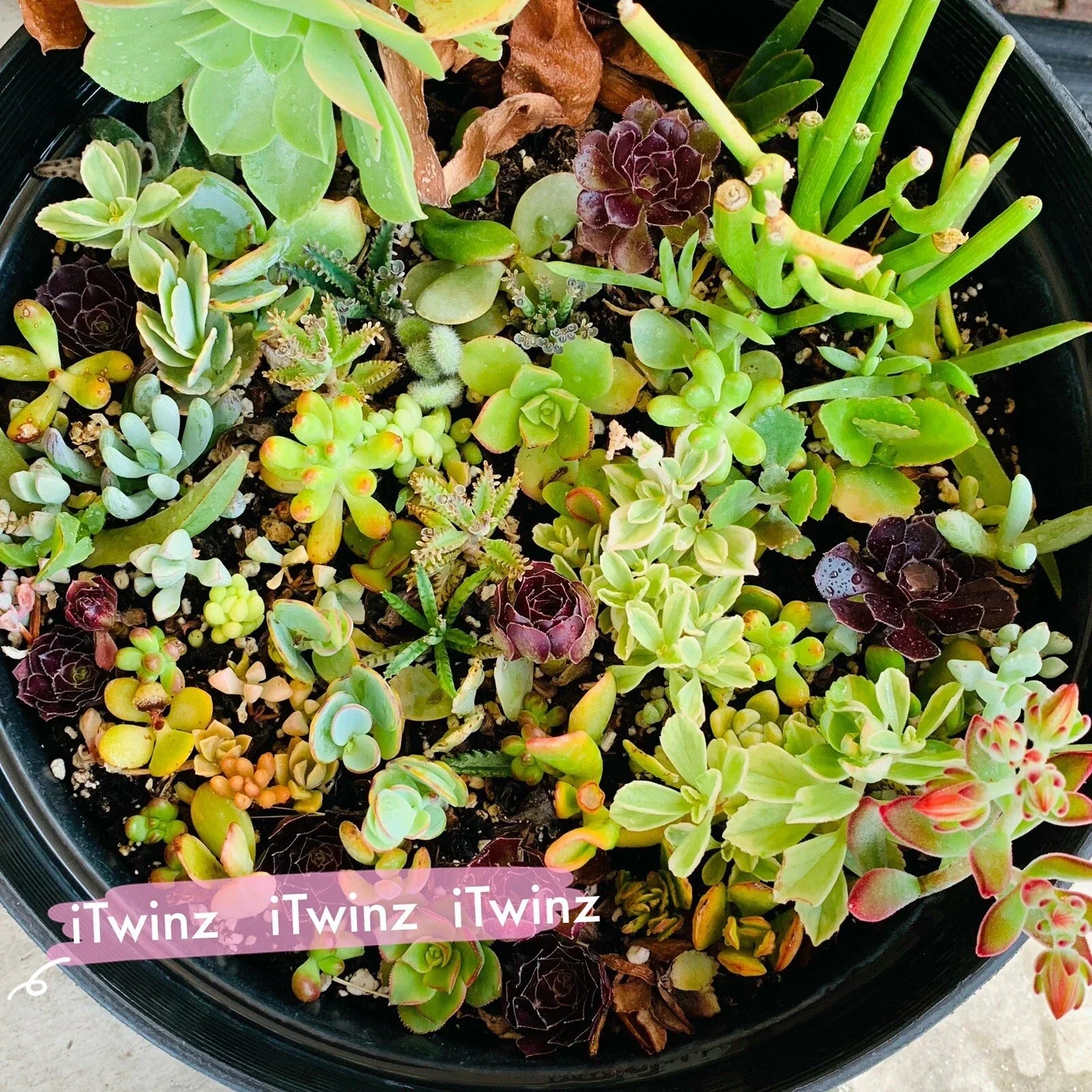 Assorted Succulent Cuttings 2" Live Plants Gift for Mother’s Day, Cactus Varieties, Indoor Outdoor, Easy Care, Green Plants