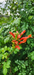 Rooted Cape Honeysuckle Plant - 4" Pot - Tecomaria capensis - Attracts Butterflies & Hummingbirds