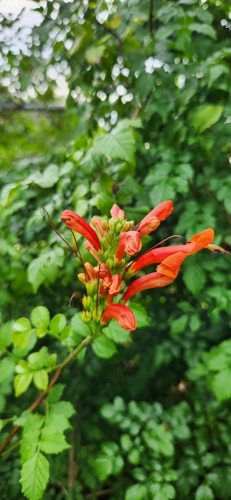 Rooted Cape Honeysuckle Plant - 4" Pot - Tecomaria capensis - Attracts Butterflies & Hummingbirds