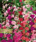 Mountain Garland Clarkia Seeds 1500 Pack | Colorful Annual Wildflower Seeds for Gardens & Landscapes