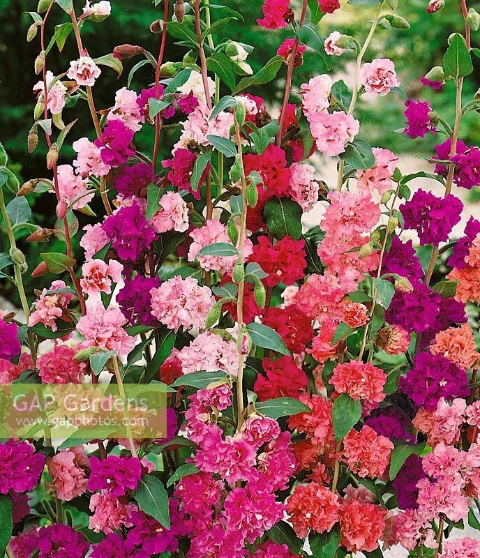 Mountain Garland Clarkia Seeds 1500 Pack | Colorful Annual Wildflower Seeds for Gardens & Landscapes