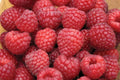 Nova Red Raspberry Plant - Live Rooted Starter - Rubus idaeus - Zones 3-8 - Medium to Large Berries