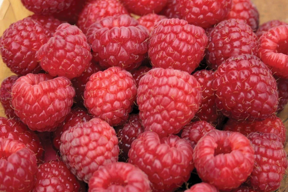 Nova Red Raspberry Plant - Live Rooted Starter - Rubus idaeus - Zones 3-8 - Medium to Large Berries