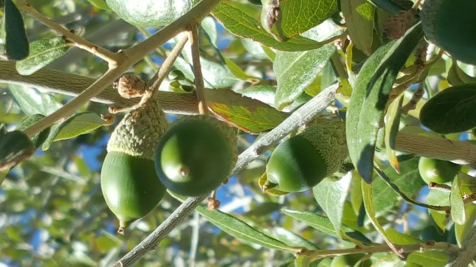 Quercus Ilex Holly Holm Oak Acorns - 30 Mediterranean Dalmatian Coast Seeds for Planting, Wildlife, Landscaping