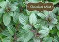 Organic Chocolate Mint Live Herb Plant - Mentha x piperita 'Chocolate' - Culinary, Fresh, Aromatic, Non-GMO