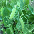 Early Alaska Pea Seeds 25 Count Heirloom Non-GMO Vegetable Garden Pisum sativum