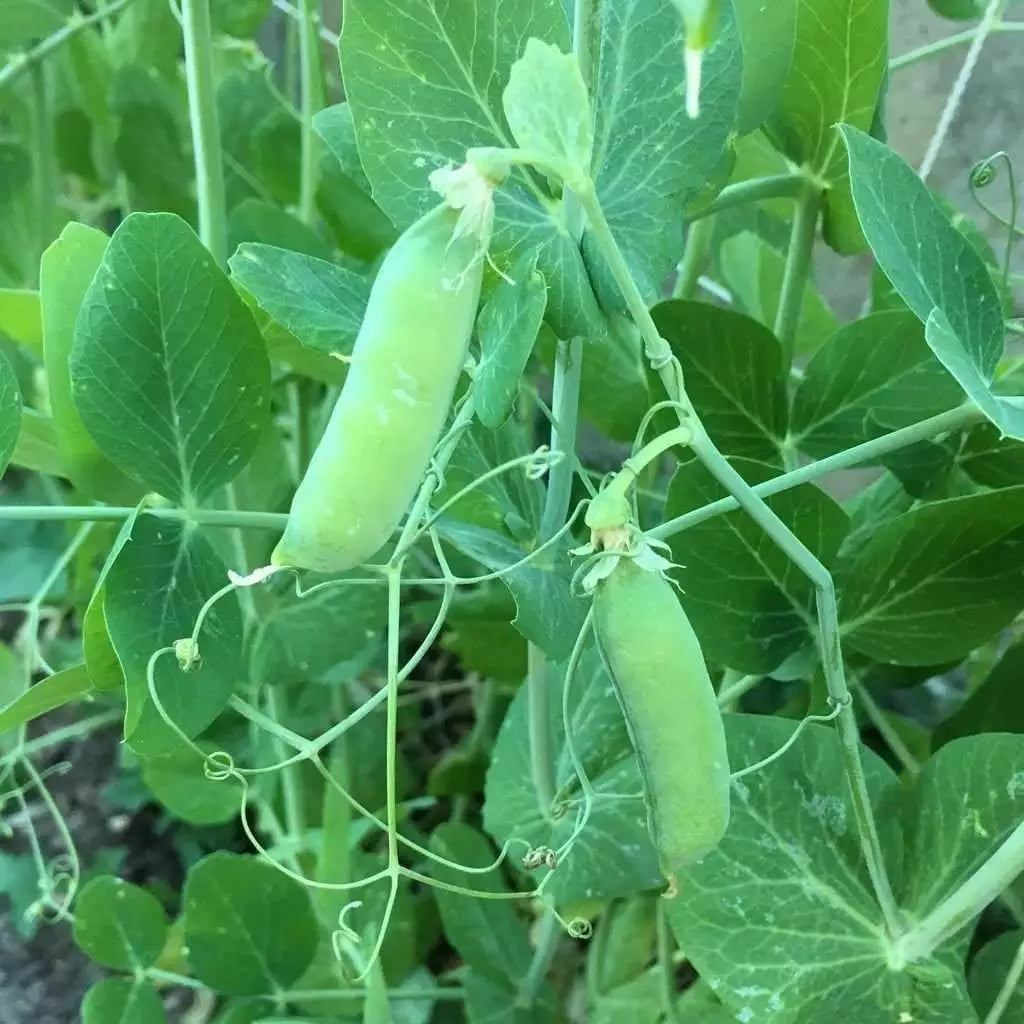 Early Alaska Pea Seeds 25 Count Heirloom Non-GMO Vegetable Garden Pisum sativum
