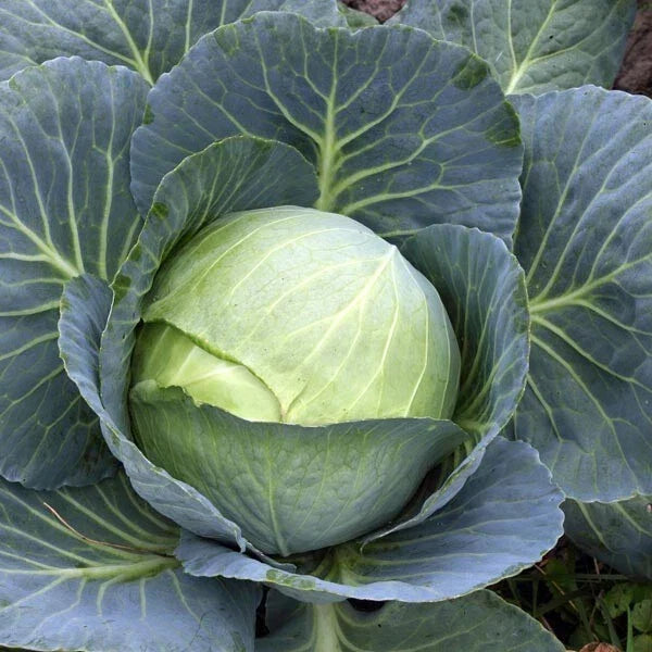 Cabbage Seeds - Stonehead Variety - Organic Brassica oleracea - Dense, Round Heads, Vegetable Seeds for Home Gardening