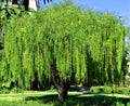 Weeping Green Shower Tree Seeds - Maytenus boaria - Cascading Willow-Like Branches - Rare Garden Tree Seeds