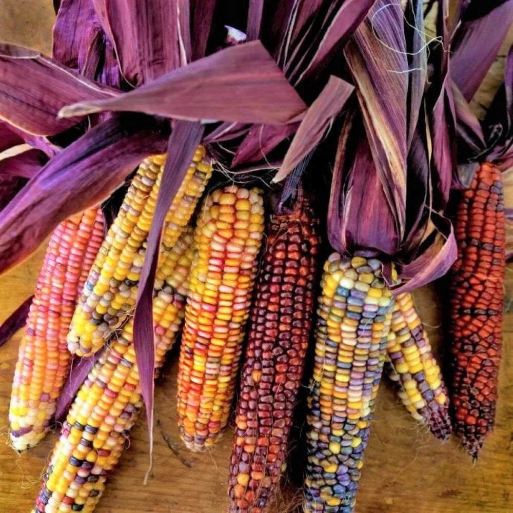 Seneca Red Stalker Ornamental Corn Seeds | Purple Red Husk Dent Indian Seed | Zea mays | 2025