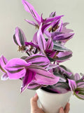 Tradescantia Nanouk Bubblegum Pink 4-Inch Live Rooted Houseplant, Colorful Wandering Jew, Indoor Plant, Easy Care, Air Purifying