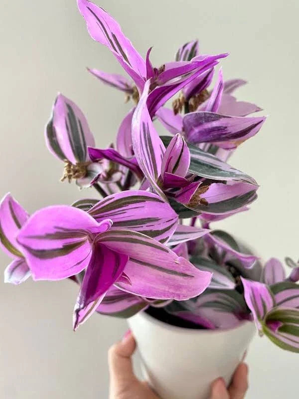 Tradescantia Nanouk Bubblegum Pink 4-Inch Live Rooted Houseplant, Colorful Wandering Jew, Indoor Plant, Easy Care, Air Purifying