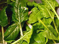 Swiss Chard Seeds - Heirloom Perpetual Spinach, Organic, Non-GMO, Leafy Vegetable, Beta vulgaris subsp. cicla, 500+ Seeds