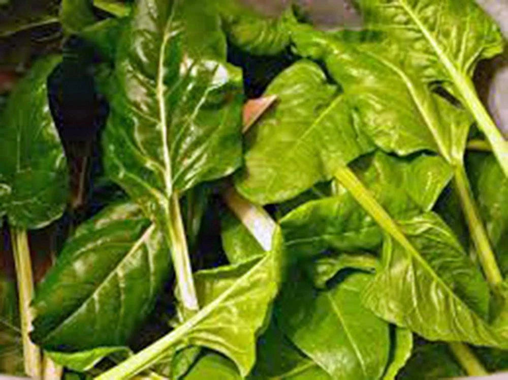 Swiss Chard Seeds - Heirloom Perpetual Spinach, Organic, Non-GMO, Leafy Vegetable, Beta vulgaris subsp. cicla, 500+ Seeds