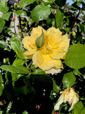 Yellow Fragrant Rose Cuttings, 6-Inch Rosa 'Golden Celebration' Propagation, Bright Yellow Garden Flowers