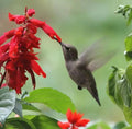 Scarlet Sage Seeds - Red Salvia coccinea Annual/Perennial - 100 Count for Hummingbird Garden Pollinator Attractant