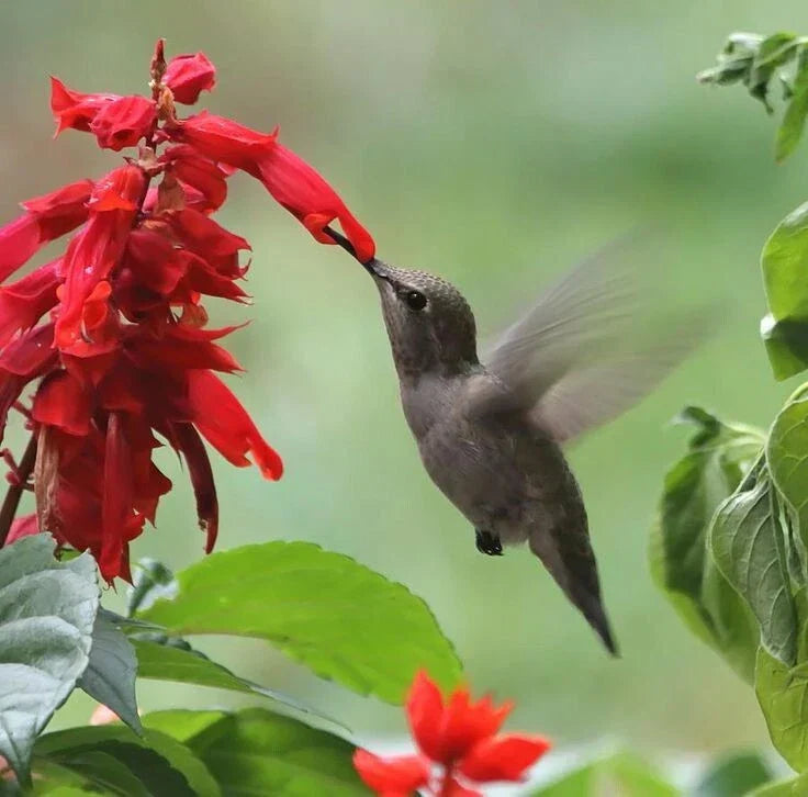 Scarlet Sage Seeds - Red Salvia coccinea Annual/Perennial - 100 Count for Hummingbird Garden Pollinator Attractant
