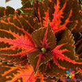 Coleus Seeds - 25+ Rainbow Festive Dance, Vibrant Foliage, Plectranthus scutellarioides, Annual, Easy to Grow