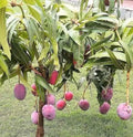 Mango Live Tropical Fruit Tree Seedling 6"-9" Mangifera indica for Patio Garden Indoor Outdoor