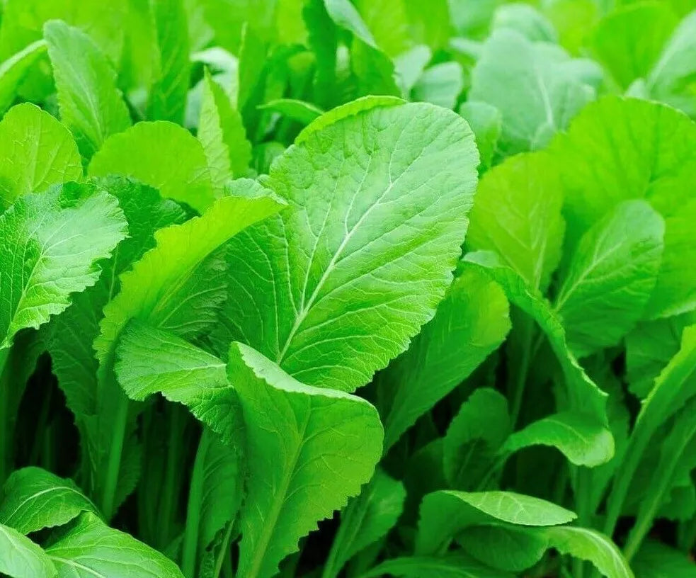 Mustard Seeds 500+ | Tendergreen Brassica juncea Leafy Greens for Salads & Gardening