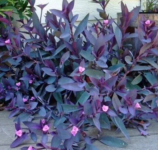 Purple Heart Wandering Jew Cuttings - 5 Pack, 6 Inches - Tradescantia Zebrina