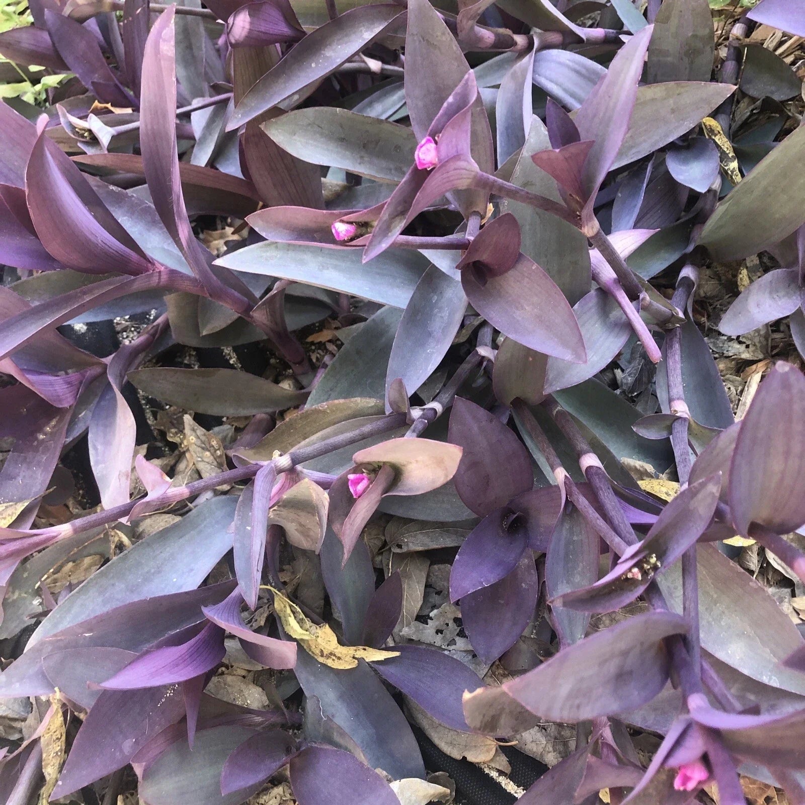 Purple Heart Wandering Jew Cuttings - Tradescantia pallida 'Purpurea' - Indoor Plant Propagation Supplies, No Roots