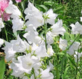 White Peach Leaf Bellflower Seeds – Campanula persicifolia, Large Flowers, Perennial, 255 Seeds