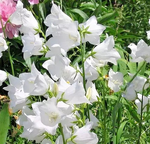 White Peach Leaf Bellflower Seeds – Campanula persicifolia, Large Flowers, Perennial, 255 Seeds