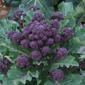 Purple Sprouting Broccoli Seeds - Bulk Non-GMO Cold Hardy Variety Brassica oleracea, 300-4,000 Seeds