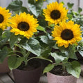 Dwarf Sunspot Sunflower Seeds - Compact Helianthus annuus, Non-GMO, Full Sun, Perfect for Containers & Small Gardens