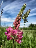 Pink Sainfoin Seeds – Ornamental Flower Seeds, Onobrychis viciifolia, Pink Blooms, 100+ Seeds for Gardens & Wildflower Borders