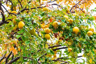 Dwarf Quince Fruit Tree Seeds – Cydonia oblonga, Compact Edible Garden Plant for Indoor & Outdoor Container Gardening