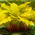 Hosta Lipstick Blonde Bare Roots - Yellow Foliage & Lavender Flowers - Shade Perennial Plant - Zones 3-9