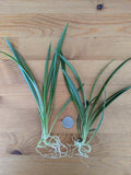 Live Green Spider Plant Cuttings - Rooted Pups, Chlorophytum comosum, Indoor Air-Purifying Houseplants, Pet-Friendly