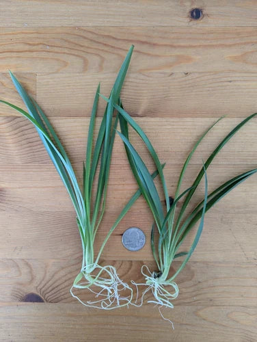 Live Green Spider Plant Cuttings - Rooted Pups, Chlorophytum comosum, Indoor Air-Purifying Houseplants, Pet-Friendly