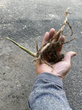 Japanese Myoga Ginger Plant with Root - Live Culinary Herb Zingiber mioga