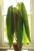 Anthurium veitchii Starter Plant - King Veitchii Live Well-Rooted Indoor Tropical Foliage Plant