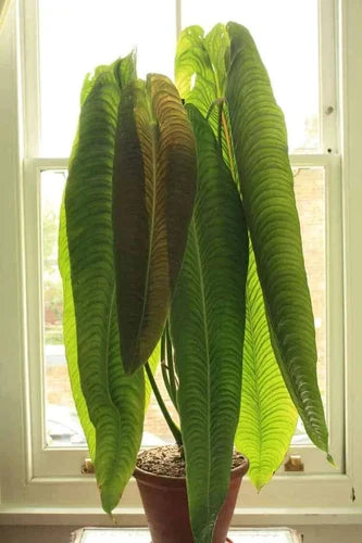Anthurium veitchii Starter Plant - King Veitchii Live Well-Rooted Indoor Tropical Foliage Plant